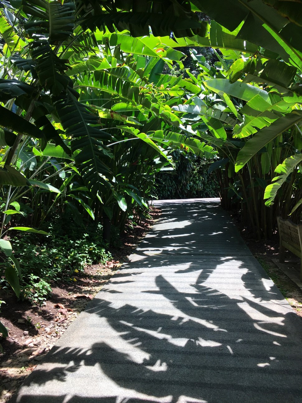 Heliconia Walk at Botanic Gardens Singapore